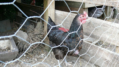 5m x 0.6m x 25mm Chicken Wire Mesh Rabbit Animal Fence Galvanised Steel - 6