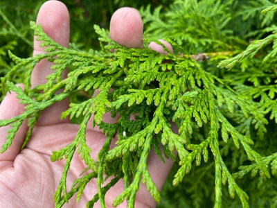 5x Thuja Plicata Gelderland Western Red Cedar Trees 2-3ft Supplied in 2  Litre Pots