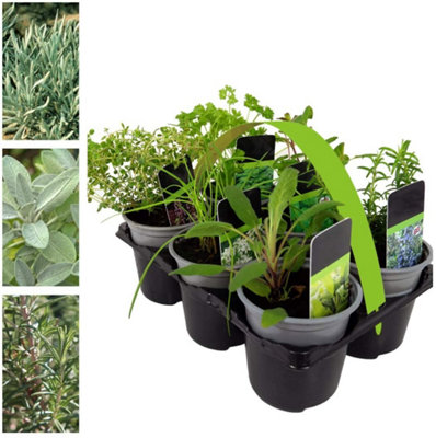 6 Herb Plant Mix - Mixed Herb Plants in 9cm Pots - Ready to Plant