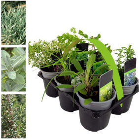 6 Herb Plant Mix - Mixed Herb Plants in 9cm Pots - Ready to Plant