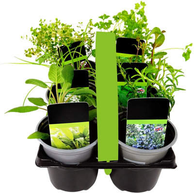6 Herb Plant Mix - Mixed Herb Plants in 9cm Pots - Ready to Plant