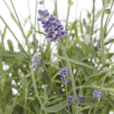 6 Herb Plant Mix - Mixed Herb Plants in 9cm Pots - Ready to Plant - 4