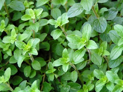 6 Herb Plant Mix - Mixed Herb Plants in 9cm Pots - Ready to Plant - 6