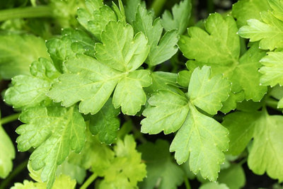 6 Herb Plant Mix - Mixed Herb Plants in 9cm Pots - Ready to Plant - 7