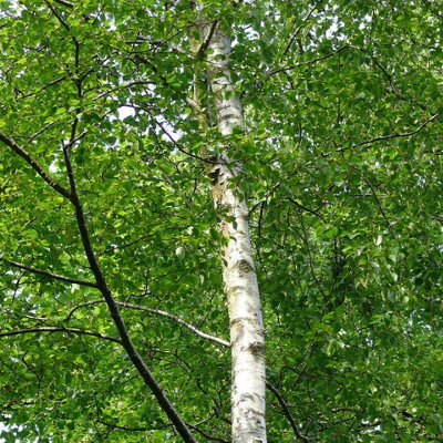 6 Silver Birch 4-5ft Stunning  Mature Specimen Trees, Betula Pendula in a 2L Pot 3FATPIGS