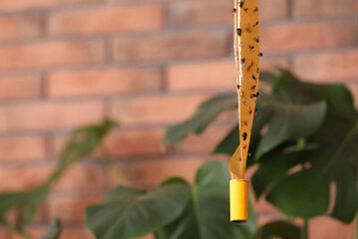 https://media.diy.com/is/image/KingfisherDigital/6-sticky-fly-papers-catchers-flying-insect-trap-pest-control-pestshield~2600006969288_04c_MP?$MOB_PREV$&$width=618&$height=618