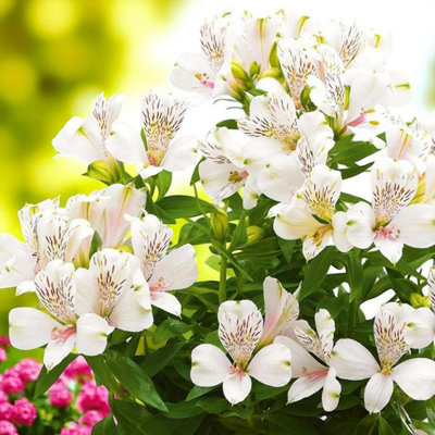 6 x Alstroemeria Venus Bare Root - Elegant White Peruvian Lily Long ...