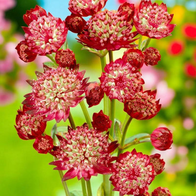6 x Astrantia Rubra Bare Root - Dark Red Masterwort Hardy Pollinator ...