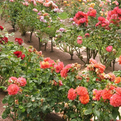6 x Bare Root Roses Nurserymans Collection - Mixed Rose Bush Climbing ...