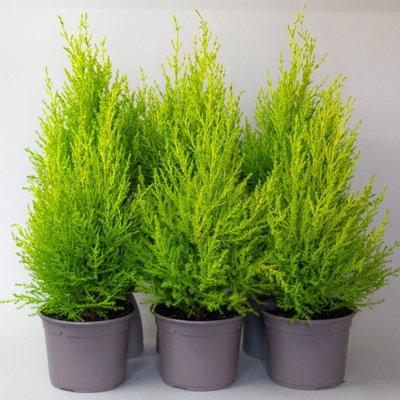 6 x Conifers trees for garden - Plants outdoor garden ready, Conifer ...