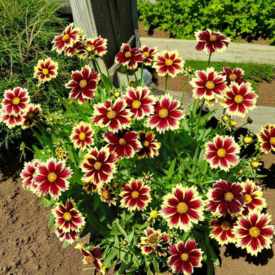 6 x Coreopsis Solar Fancy Bare Root - Red & Yellow Bi-Colour Compact ...
