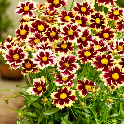 6 x Coreopsis Solar Fancy Bare Root - Red & Yellow Bi-Colour Compact ...