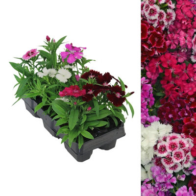 6 x Dianthus Carnation Festival Mixed Pack - Colourful Flowers - Bedding Plants - Ideal for Pots, Containers & Beds in UK Gardens