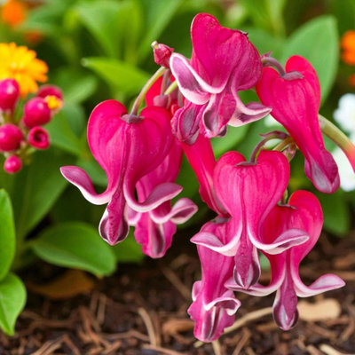 6 X DICENTRA BURNING HEARTS BARE ROOT - RED BLEEDING HEARTS COMPACT ...