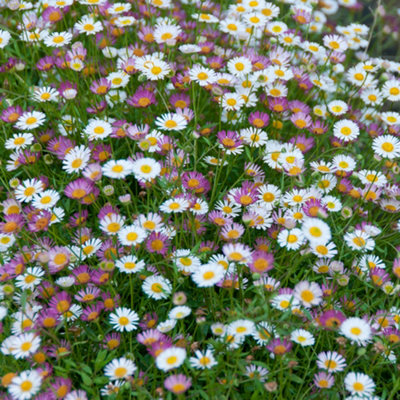 6 x Erigeron karvinskianus 'Sea of Blossom' Mexican Fleabane Plug Plants Ready to Plant now Plugs for Gardens