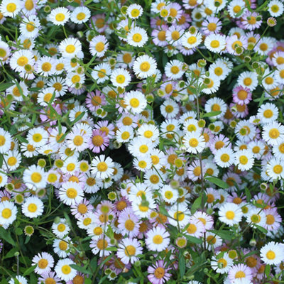 6 x Erigeron karvinskianus 'Sea of Blossom' Mexican Fleabane Plug Plants Ready to Plant now Plugs for Gardens