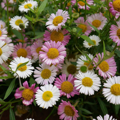 6 x Erigeron karvinskianus 'Sea of Blossom' Mexican Fleabane Plug Plants Ready to Plant now Plugs for Gardens