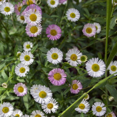 6 x Erigeron karvinskianus 'Sea of Blossom' Mexican Fleabane Plug Plants Ready to Plant now Plugs for Gardens - 3
