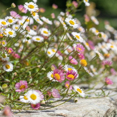 6 x Erigeron karvinskianus 'Sea of Blossom' Mexican Fleabane Plug Plants Ready to Plant now Plugs for Gardens - 4