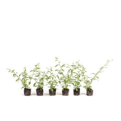 6 x Erigeron karvinskianus 'Sea of Blossom' Mexican Fleabane Plug ...