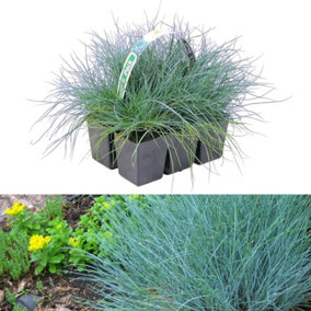 6 x Festuca Blue Grasses in 9cm Pots - Ready to Plant - Easy to Maintain