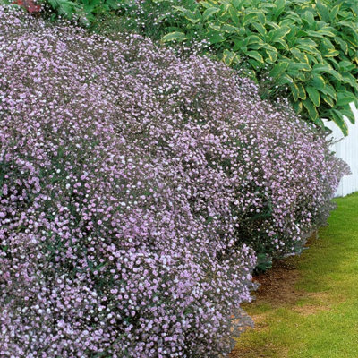 6 x Gypsophila Pacifica Bare Root - Pink Babys Breath Summer Perennial ...