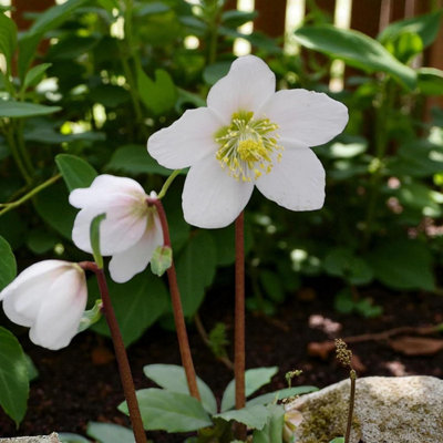 6 x Helleborus White Bare Root - Classic Christmas Rose Evergreen ...