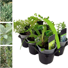 6 x Herb Plants - Including Herbs Like Rosemary - Coriander - Mint - Chives - Lavender - 9cm Pots Ready to Plant