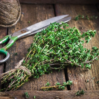6 x Herb Plants - Including Herbs Like Rosemary - Coriander - Mint - Chives - Lavender - 9cm Pots Ready to Plant - 3