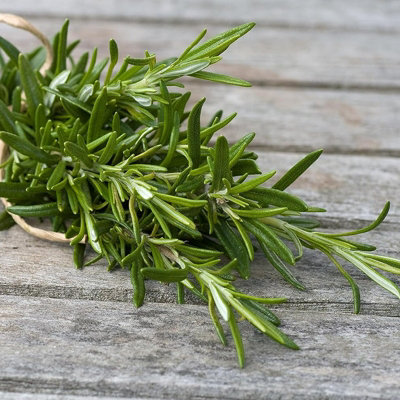 6 x Herb Plants - Including Herbs Like Rosemary - Coriander - Mint - Chives - Lavender - 9cm Pots Ready to Plant - 4