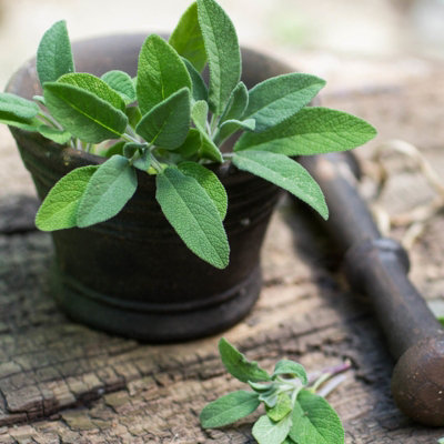 6 x Herb Plants - Including Herbs Like Rosemary - Coriander - Mint - Chives - Lavender - 9cm Pots Ready to Plant - 7