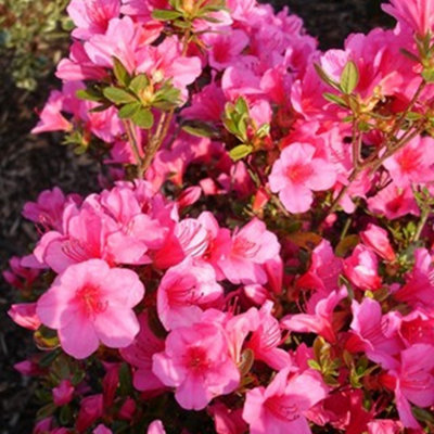 6 x Mixed Azaleas - Assorted Flowering Shrubs for Colourful UK Gardens - Outdoor Plants (20-30cm Height Including Pot) - 3