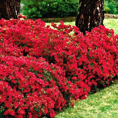 6 x Mixed Azaleas - Assorted Flowering Shrubs for Colourful UK Gardens - Outdoor Plants (20-30cm Height Including Pot) - 5