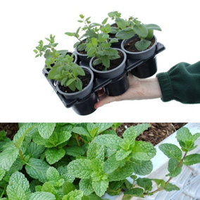 6 x Mixed Mint Plants in 9cm Pots - Very Fragrant - Ideal for Cooking
