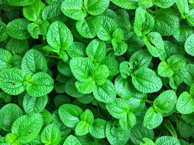 6 x Mixed Mint Plants in 9cm Pots - Very Fragrant - Ideal for Cooking - 4