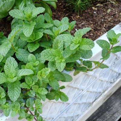 6 x Mixed Mint Plants in 9cm Pots - Very Fragrant - Ideal for Cooking - 5
