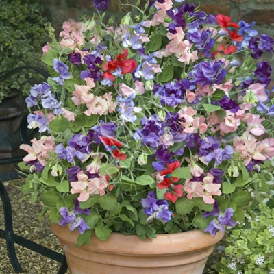 6 x Mixed Sweet Pea Plants in 9cm Pots - (Not Seeds) Several Plants in Each Pot