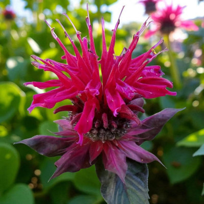 6 x Monarda Raspberry Wine Bare Root - Deep Red Bee Balm Hardy Summer ...