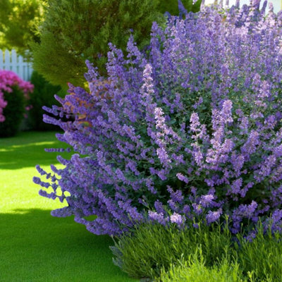 6 x Nepeta Six Hills Giant Bare Root - Lavender Blue Catmint