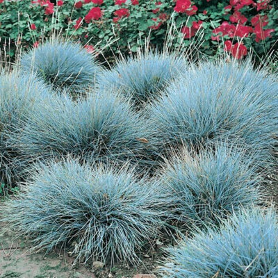 6 x Ornamental Grasses in 9cm Pots - Varieties Like Carex - Festuca - Imperata - 3