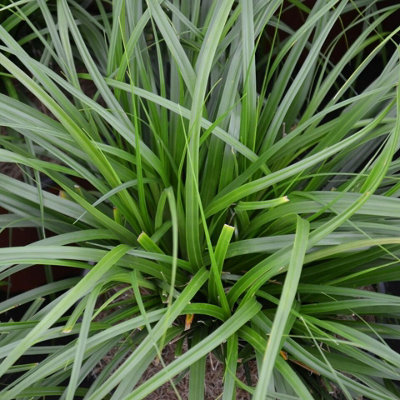 6 x Ornamental Grasses in 9cm Pots - Varieties Like Carex - Festuca - Imperata - 4