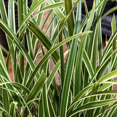 6 x Ornamental Grasses in 9cm Pots - Varieties Like Carex - Festuca - Imperata - 5