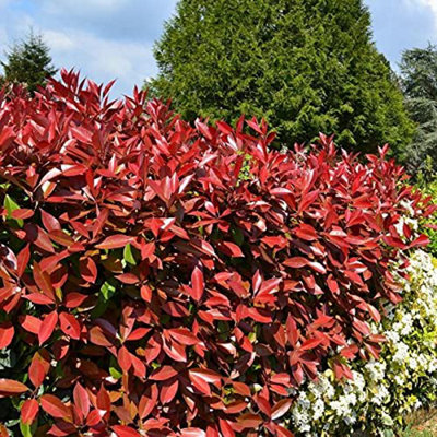 6 x Photinia Red Robin Plants - 9cm Pots - Ready to Plant