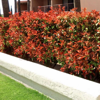 6 x Photinia Red Robin Plants - 9cm Pots - Ready to Plant