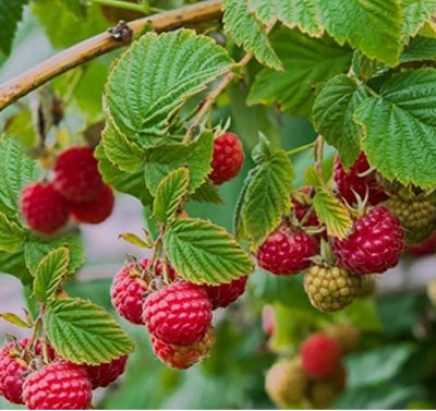 6 x Raspberry Autumn Bliss Bare Root Cane - Grow Your Own Raspberries ...