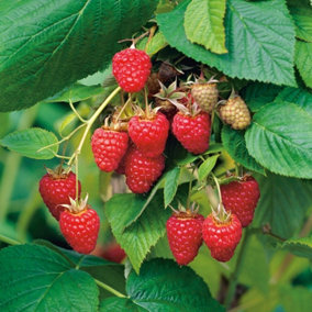 6 x Raspberry Autumn Bliss Bare Root Canes - Grow Your Own Fresh Raspberries