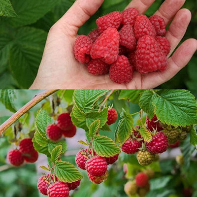 6 x Raspberry Polka Bare Root Cane - Fruit Plant (Environmentally ...