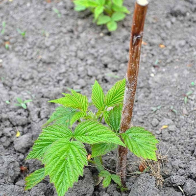 6 x Raspberry Polka Bare Root Cane - Fruit Plant (Environmentally ...