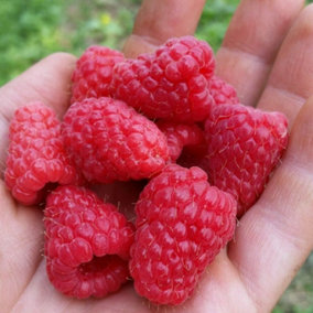 6 x Raspberry Polka Bare Root Canes - Grow Your Own Fresh Raspberries
