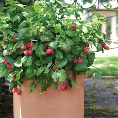6 x Raspberry Tulameen Bare Root Cane - Grow Your Own Raspberries ...